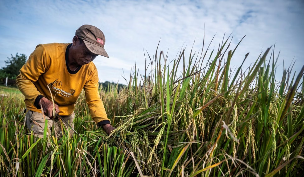 Cara Atasi Isu Ketahanan Pangan & Energi ala Presiden Prabowo: Strategi Jitu di Era 2025